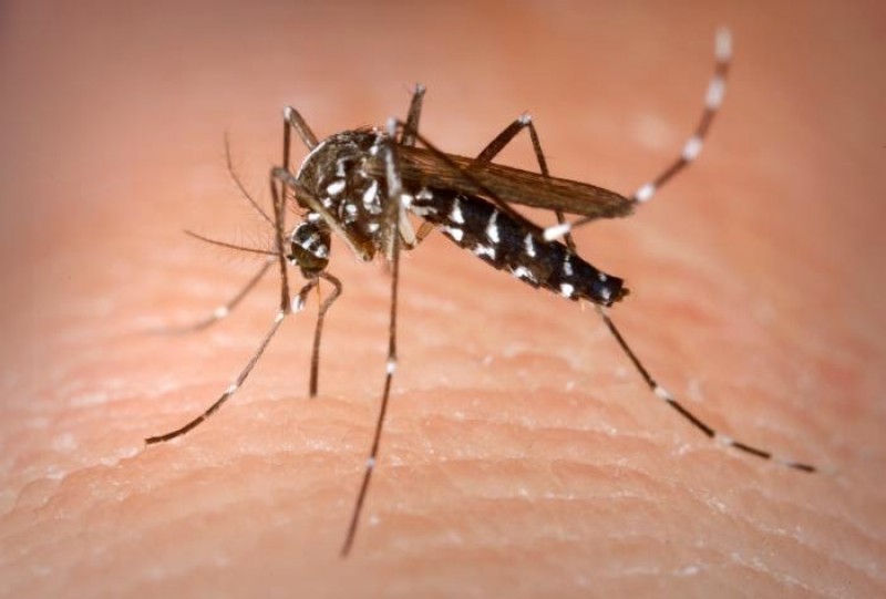 Imagem Ilustrando a Notícia: Confirmados os primeiros casos de Chikungunya transmitidos em Goiânia