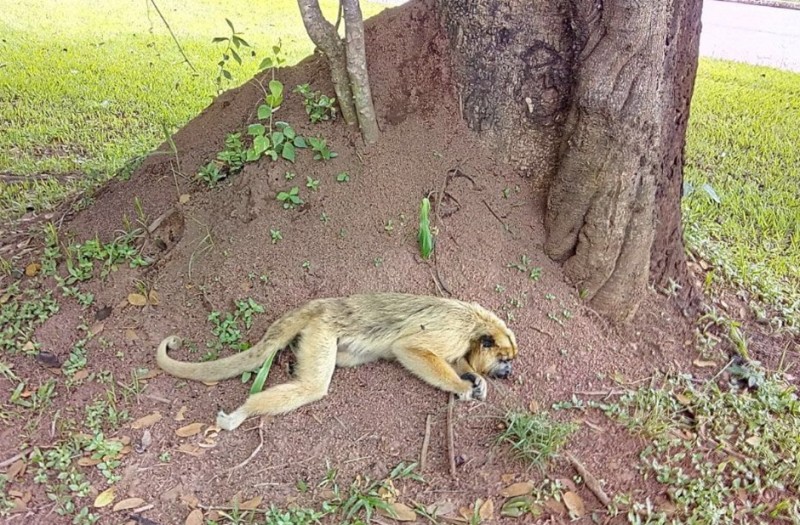 Imagem Ilustrando a Notícia: Macaco é encontrado morto em condomínio de Goiânia