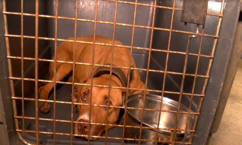 Imagem Ilustrando a Notícia: Médico goiano foi um dos presos em ‘rinha’ de cães em SP
