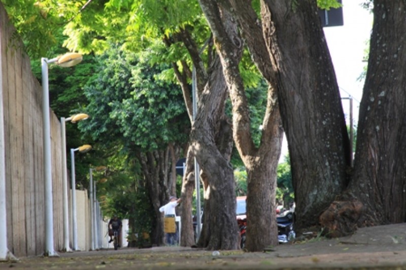 Imagem Ilustrando a Notícia: Goiânia terá Plano de Arborização Urbana