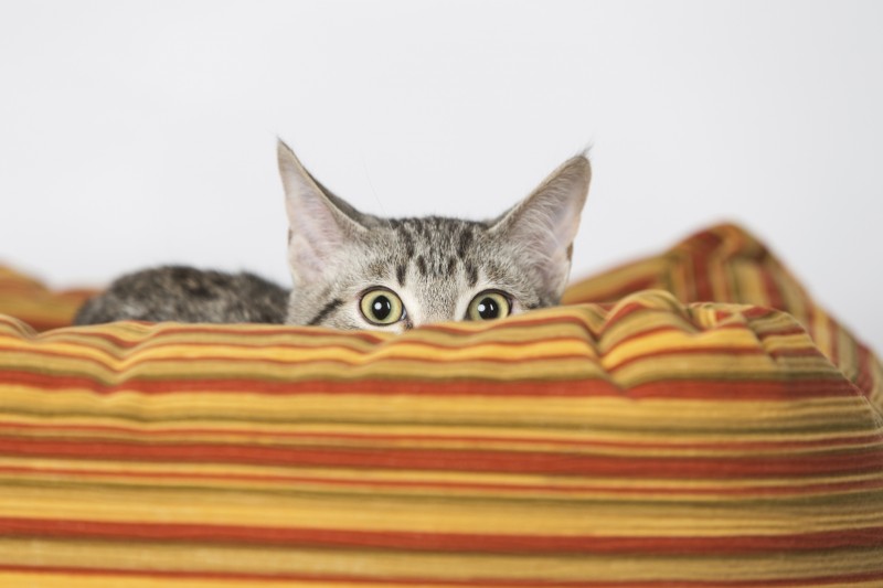 Imagem Ilustrando a Notícia: Gatos também sofrem de fobia