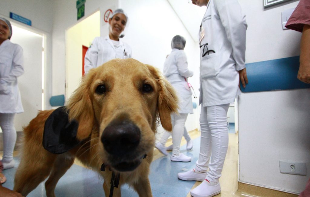 Imagem Ilustrando a Notícia: Cães do projeto Terapia Assistida por Animais visitaram o Hugo para a alegria dos pacientes