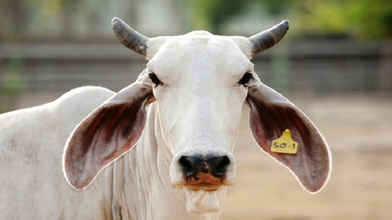 Imagem Ilustrando a Notícia: Brasil vai exportar embriões bovinos para a Índia