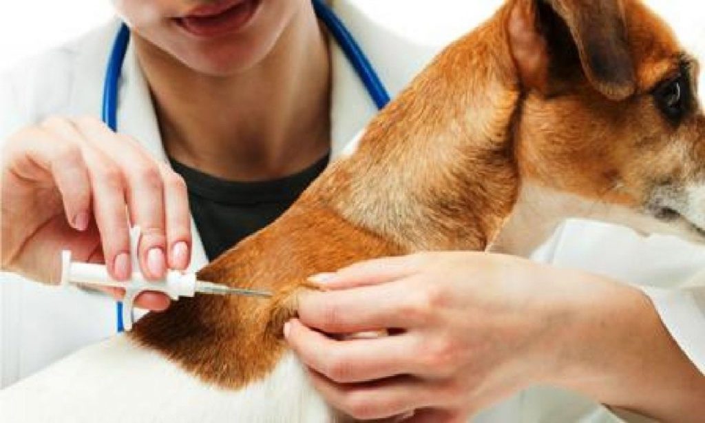 Imagem Ilustrando a Notícia: Goiânia iniciará vacinação animal contra raiva em setembro