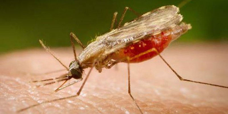 Imagem Ilustrando a Notícia: Dia Mundial da Malária: OMS alerta que progresso contra a doença