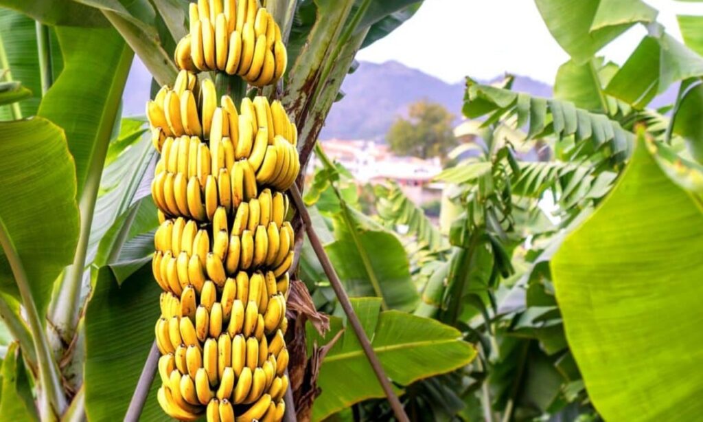 Imagem Ilustrando a Notícia: Produção de banana em Goiás pode posicionar o estado como 10º maior produtor nacional
