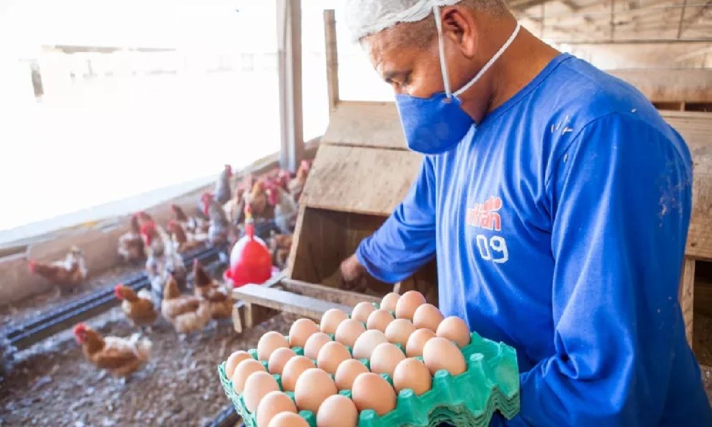 Imagem Ilustrando a Notícia: Jovem é preso ao tentar entrar em presídio com maconha dentro de ovos em Mineiros