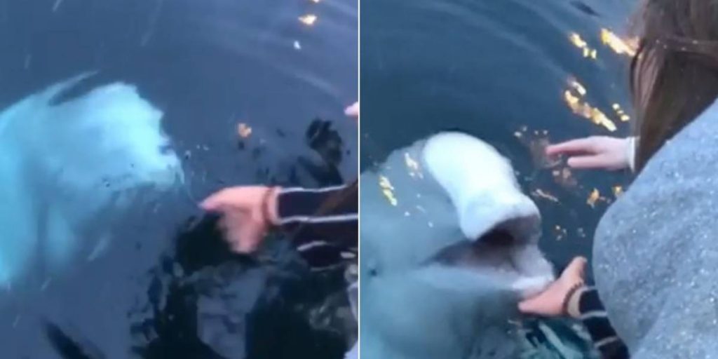 Imagem Ilustrando a Notícia: Baleia devolve celular de turista que caiu no mar.  Assista!