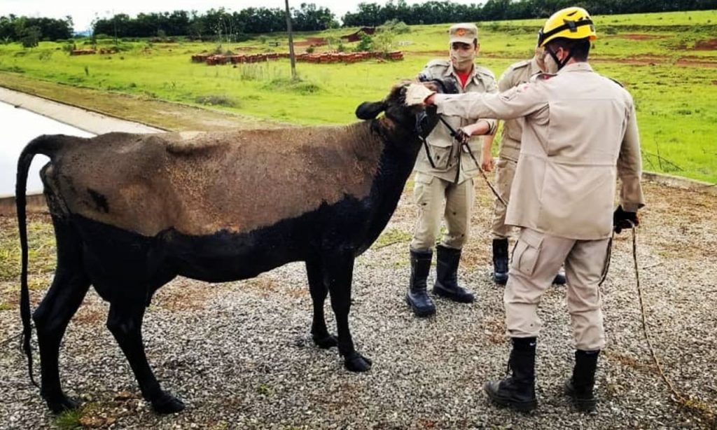 Imagem Ilustrando a Notícia: Vaca é resgatada de um tanque de dejetos da ETE