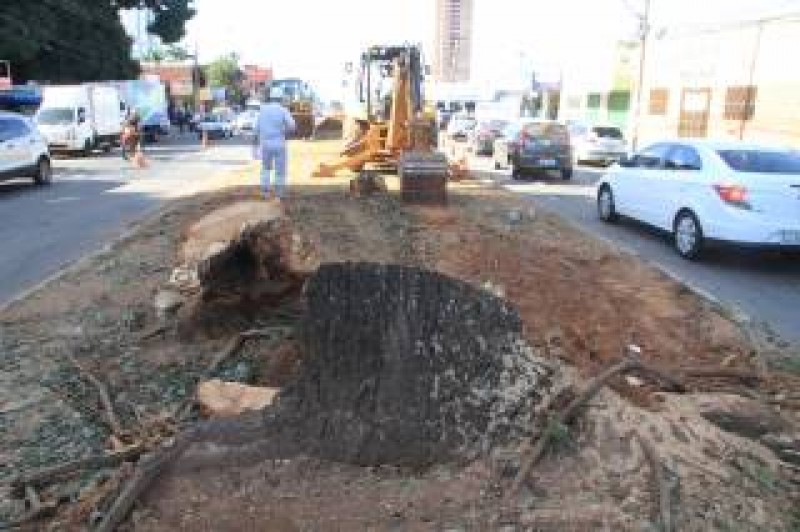 Imagem Ilustrando a Notícia: Prefeitura plantará 15 árvores a cada uma removida pelo BRT