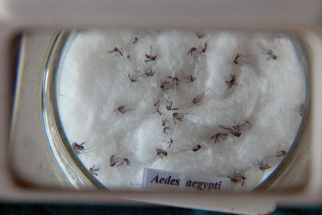 Imagem Ilustrando a Notícia: Pesquisadores formam rede para investigar chikungunya no Brasil