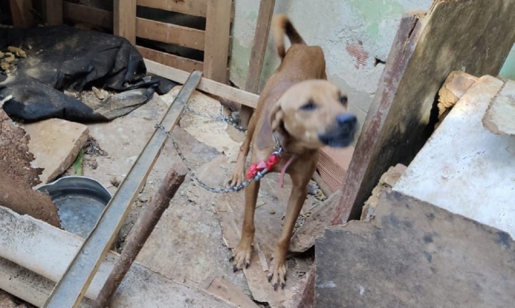 Imagem Ilustrando a Notícia: Mais de trinta animais são encontrados em situação de maus tratos, em Anápolis