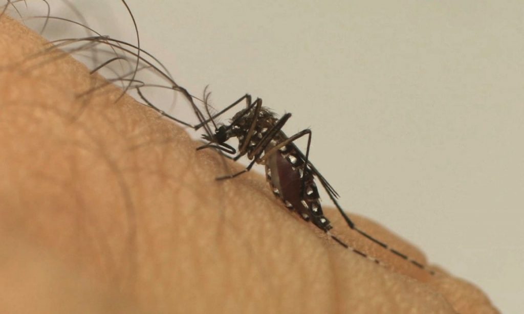Imagem Ilustrando a Notícia: Pesquisa: vírus Zika traz prejuízos motores e de memória a adultos