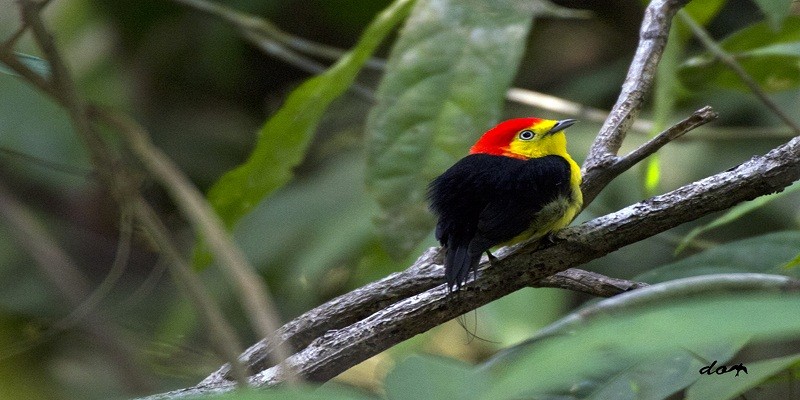 Imagem Ilustrando a Notícia: Abertura do Fica traz mostra fotográfica de aves brasileiras