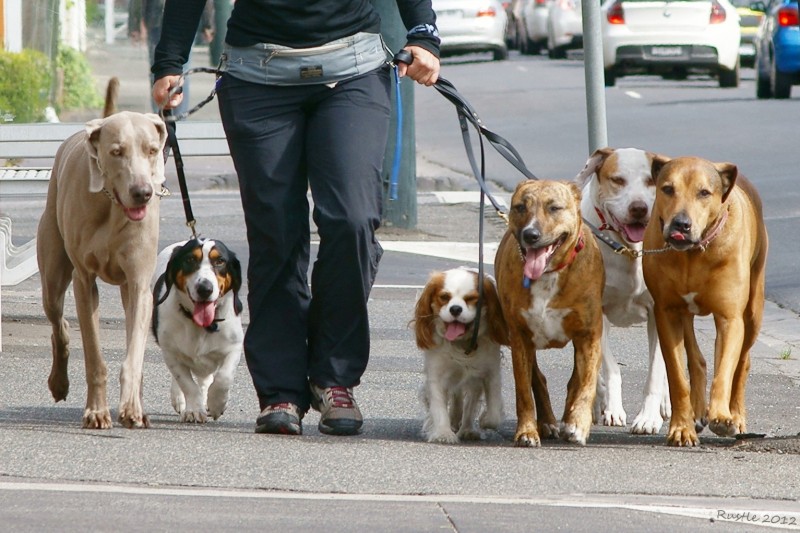 Imagem Ilustrando a Notícia: Onde passear com seu cão em Goiânia?