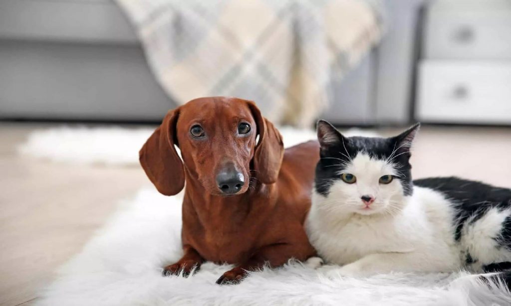 Imagem Ilustrando a Notícia: Câncer de mama também afeta cães e gatos