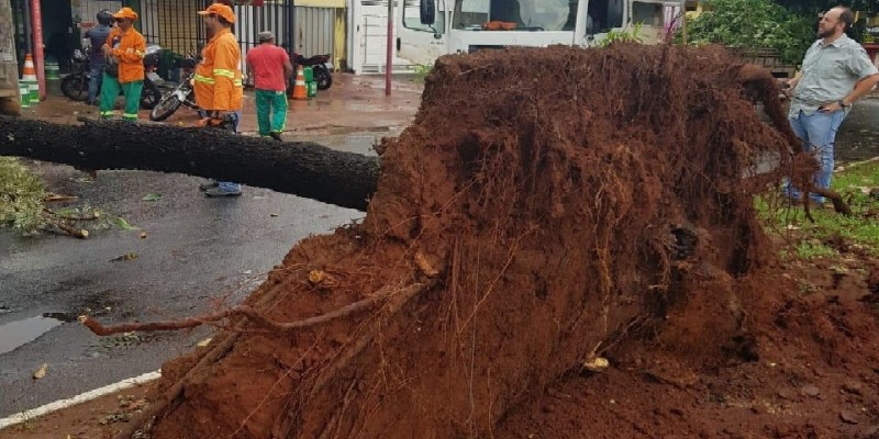 Imagem Ilustrando a Notícia: Chuvas derrubam 102 árvores em Goiânia