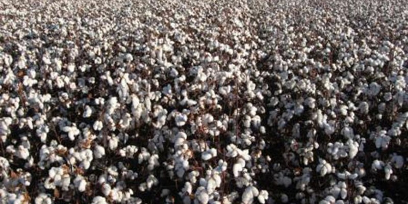 Imagem Ilustrando a Notícia: Brasil pode ter colheita recorde de exportação de algodão em 2018