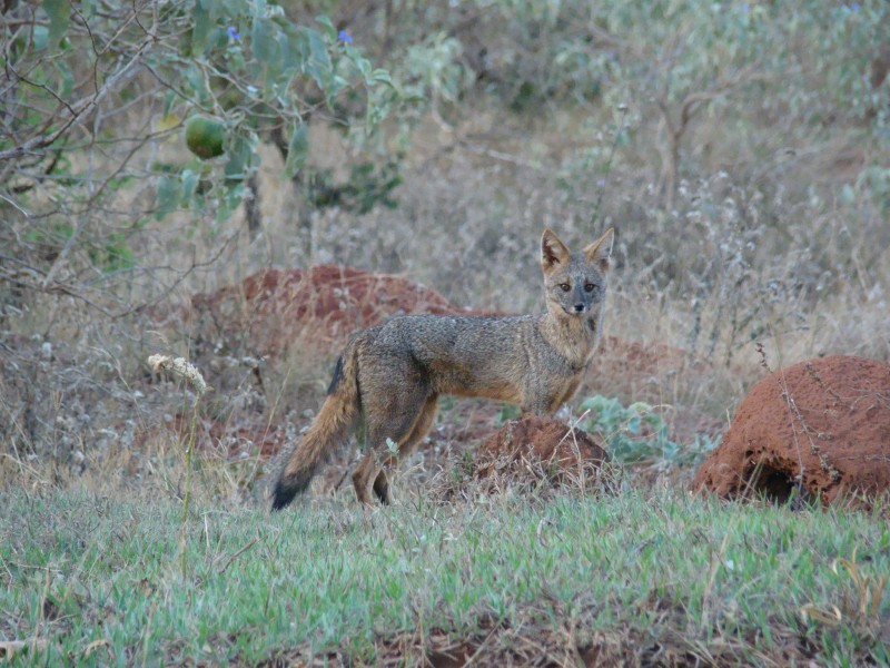 Imagem Ilustrando a Notícia: UFG divulga estudo sobre a raposa-do-campo