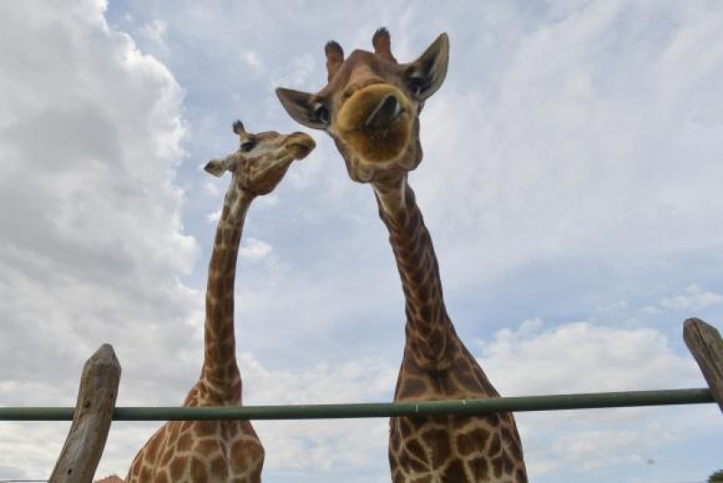 Imagem Ilustrando a Notícia: Girafas entram para a lista de animais ameaçados de extinção