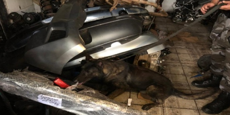 Imagem Ilustrando a Notícia: Cães farejadores encontram drogas em peça de carro, em Goiânia