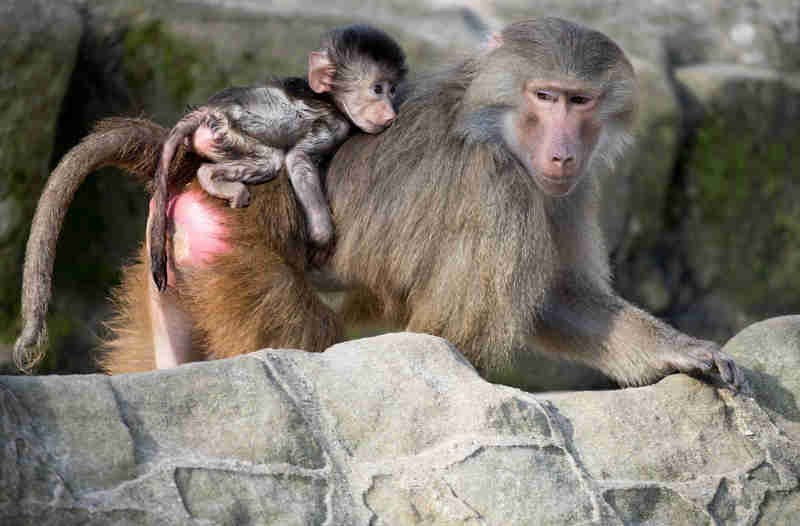 Imagem Ilustrando a Notícia: Cinquenta babuínos fogem de zoológico em Paris, na França