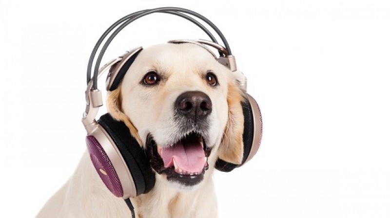 Imagem Ilustrando a Notícia: Música acalma até os animais