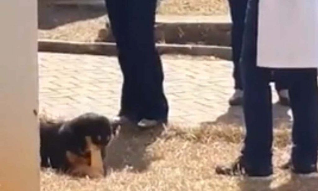 Imagem Ilustrando a Notícia: Cachorro entra em laboratório e ‘rouba’ osso de estudo da UFG, em Goiânia
