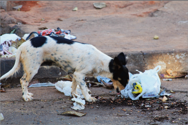 Imagem Ilustrando a Notícia: Prefeitura ‘abandona’ animais nas ruas de Goiânia