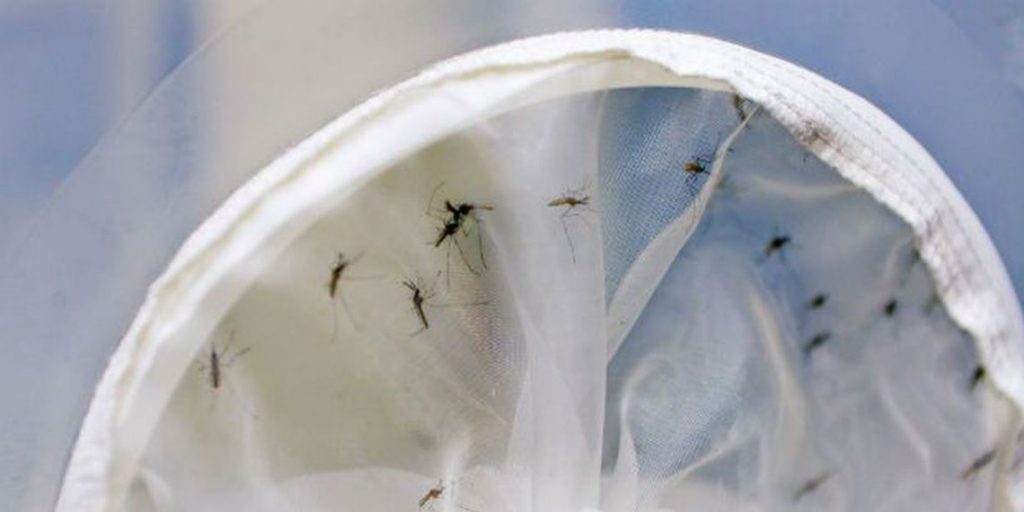Imagem Ilustrando a Notícia: Distrito Federal tem sete mortes por dengue neste ano