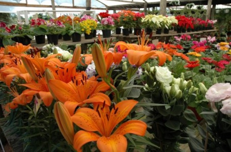 Imagem Ilustrando a Notícia: Última chance para apreciar as flores de Holambra