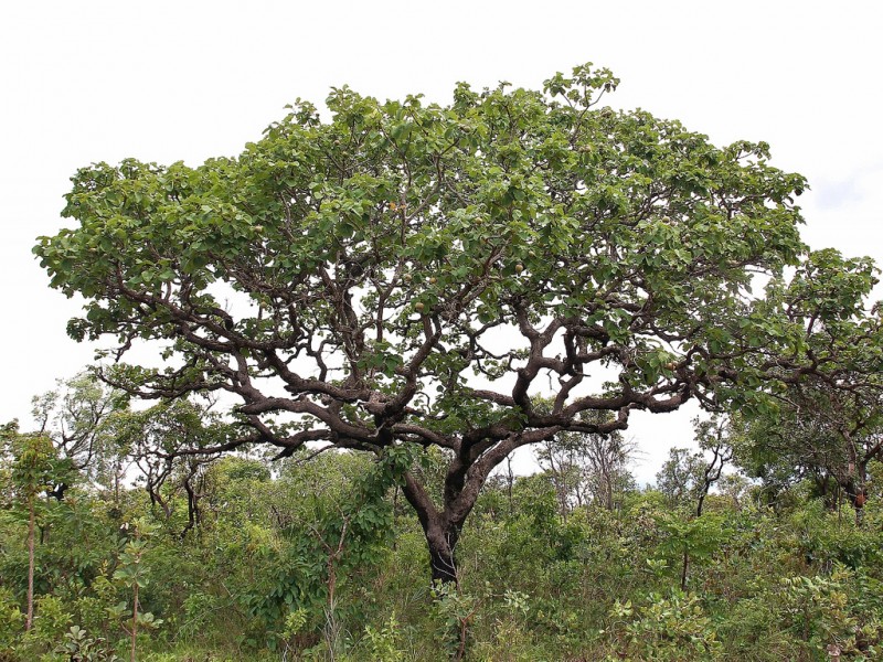 Imagem Ilustrando a Notícia: Lei torna o pequizeiro árvore símbolo do Cerrado