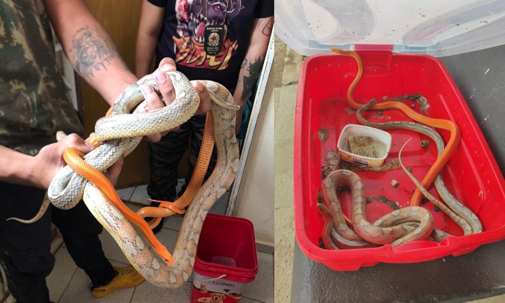 Imagem Ilustrando a Notícia: PC prende homem que criava cobras dentro de apartamento em Valparaíso