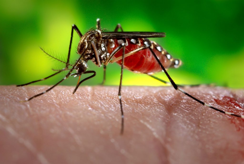 Imagem Ilustrando a Notícia: Incidência de dengue cresce 20% nas cidades