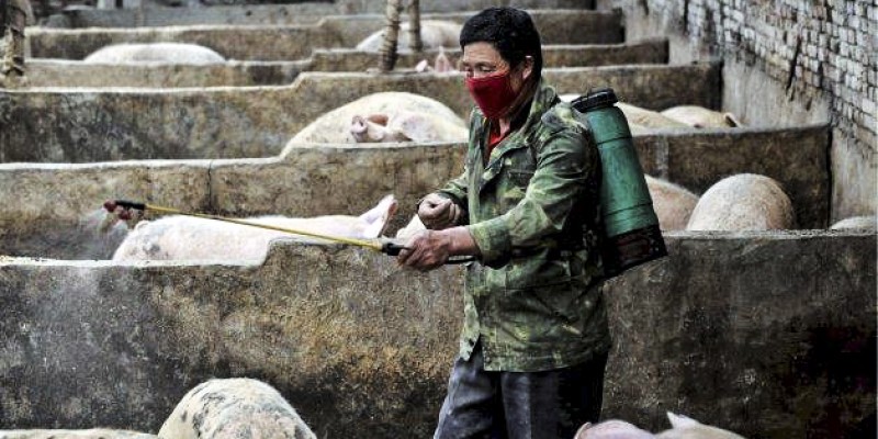 Imagem Ilustrando a Notícia: China confirma 2º caso de peste suína africana no país