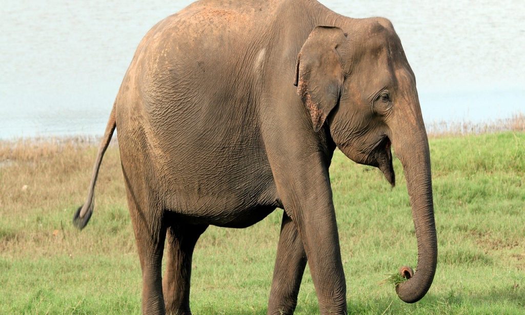 Imagem Ilustrando a Notícia: Elefanta explorada em circos até adoecer, morre na Chapada dos Guimarães