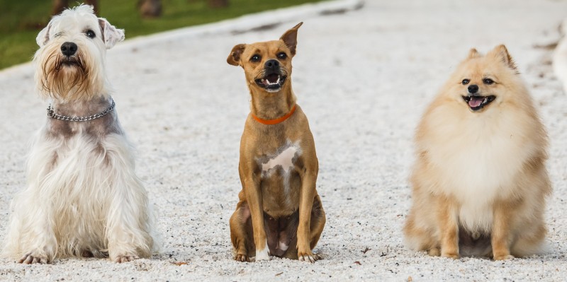 Imagem Ilustrando a Notícia: 3ª edição do ‘Dogs Day’ será realizada neste domingo em Goiânia