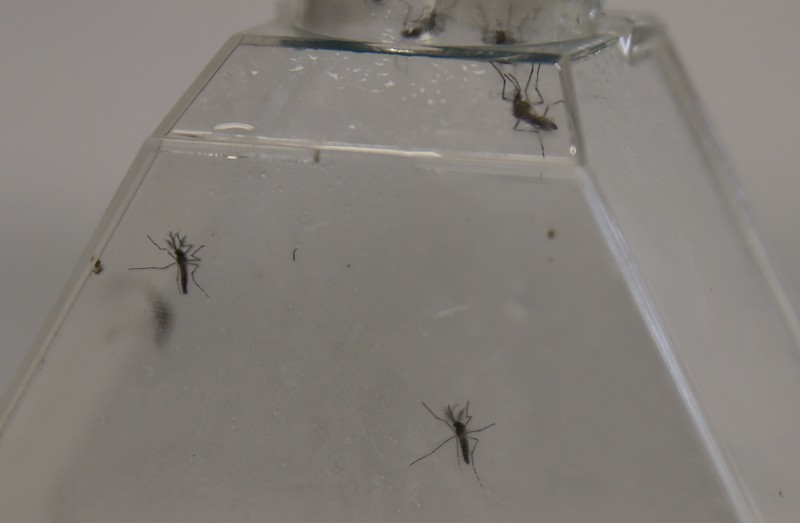 Imagem Ilustrando a Notícia: Inseticidas contra o Aedes são letais para predadores, segundo especialista