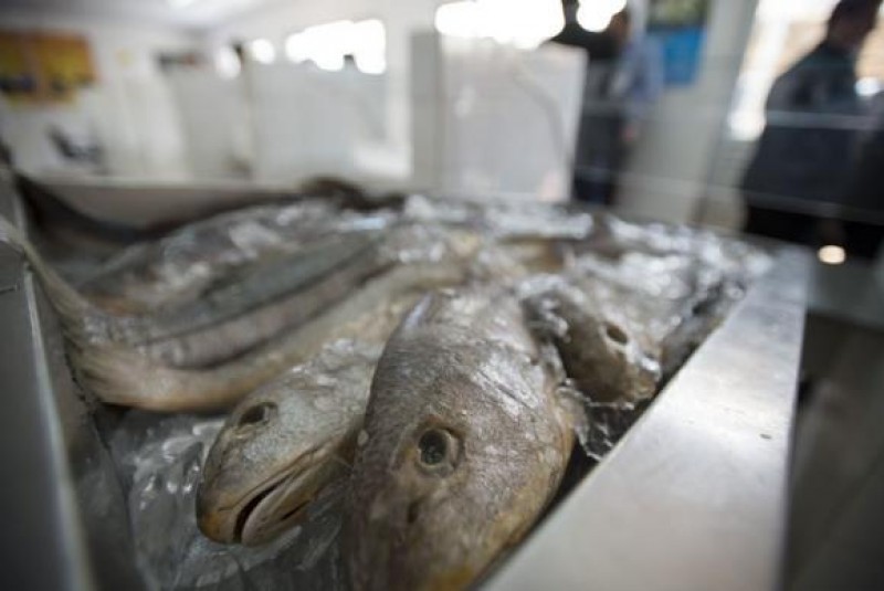 Imagem Ilustrando a Notícia: Ministério da Agricultura suspende exportação de pescado para a União Europeia