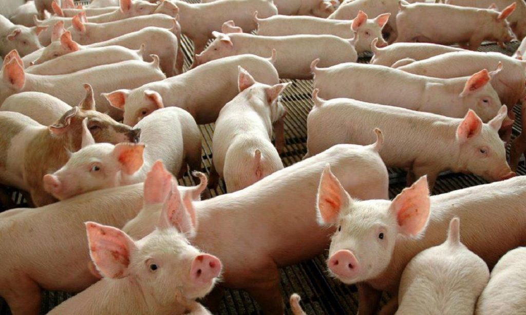 Imagem Ilustrando a Notícia: Abate de suínos cresce no 2º trimestre de 2020 e chega a 12 milhões de animais