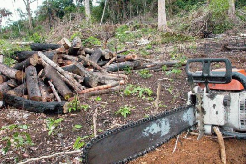 Imagem Ilustrando a Notícia: Desmatamento na Amazônia cai 16% em 12 meses