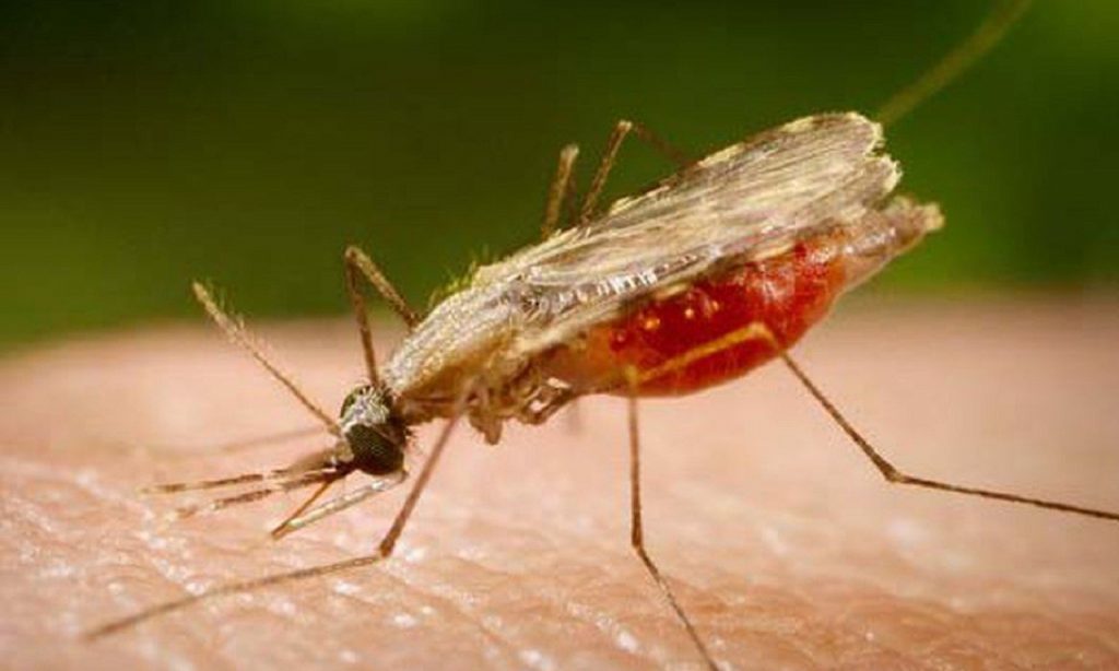 Imagem Ilustrando a Notícia: Casos de malária no Brasil caíram 19,1% em 2019 com relação a 2018