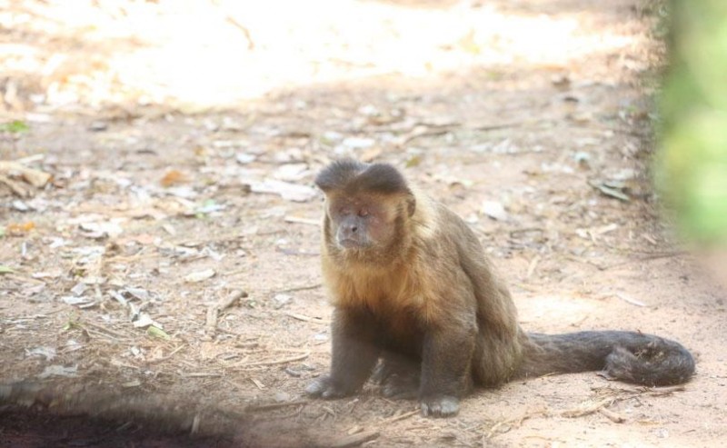 Imagem Ilustrando a Notícia: Laudo descarta morte de 24 macacos por febre amarela em Goiás
