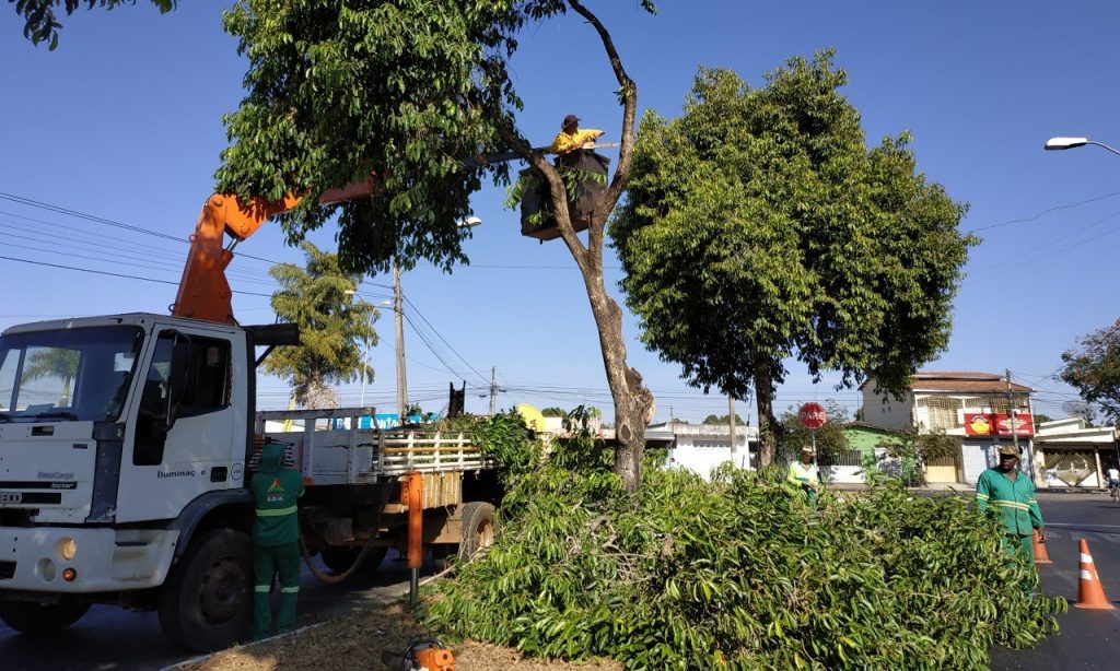 Imagem Ilustrando a Notícia: Prefeitura de Aparecida inicia remoção de jamelões no município