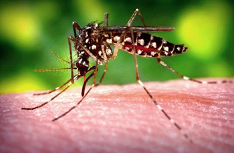 Imagem Ilustrando a Notícia: Fiocruz descobre que pernilongo pode transmitir zika