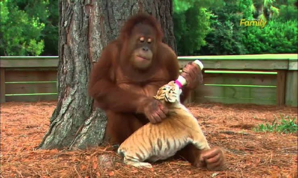 Imagem Ilustrando a Notícia: Orangotango adota filhotes de tigres e vídeo viraliza na internet
