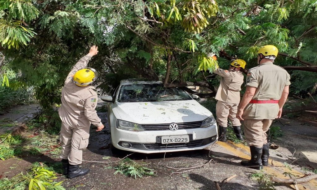 Imagem Ilustrando a Notícia: Árvore cai sobre carro e deixa família presa no Setor Jaó