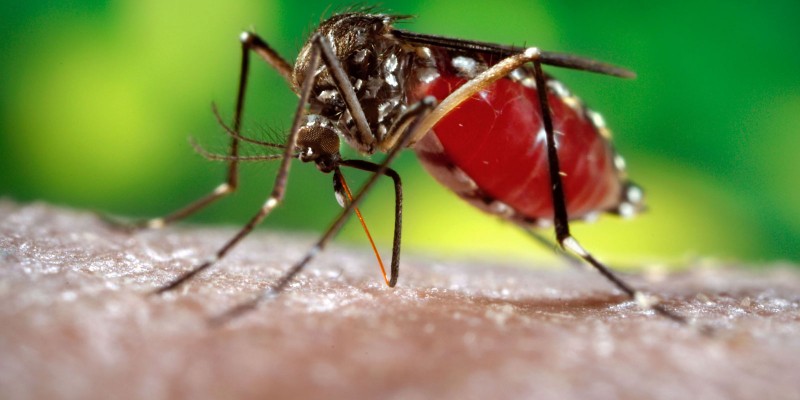 Imagem Ilustrando a Notícia: Repelentes gratuitos contra dengue