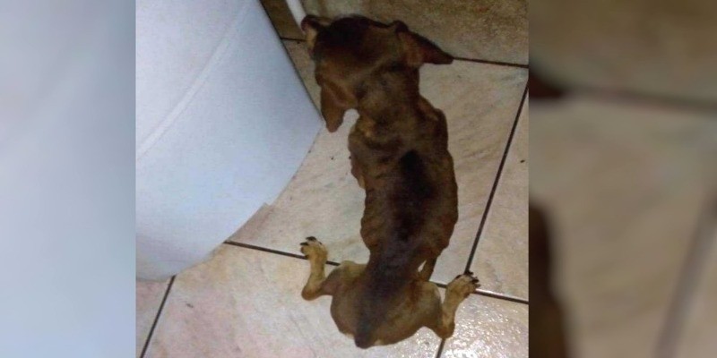 Imagem Ilustrando a Notícia: Cachorro é resgatado após família se mudar de casa e abandoná-lo