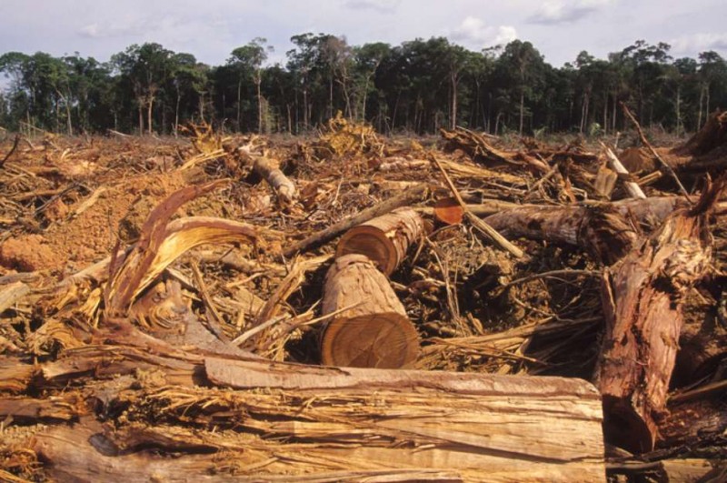 Imagem Ilustrando a Notícia: PF e Ibama deflagram operação contra extração ilegal de madeira amazônica